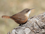Canyon Wren - Catherpes mexicanus
