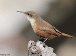 Canyon Wren - Catherpes mexicanus