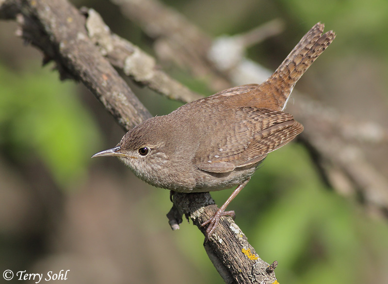House Wren Photos Photographs Pictures