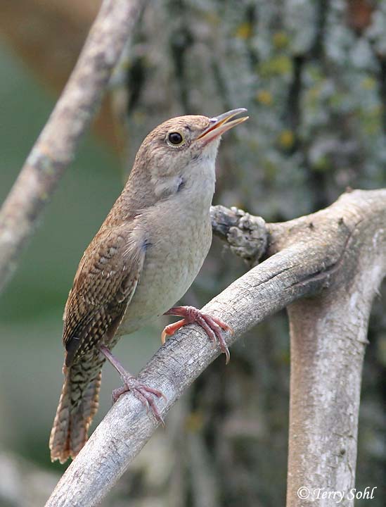 House Wren Photos Photographs Pictures