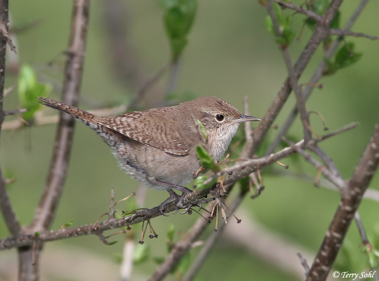House Wren Photos Photographs Pictures