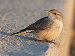 Rock Wren 11 - Salpinctes obsoletus