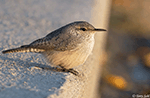 Rock Wren 12 - Salpinctes obsoletus