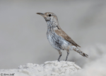 Rock Wren 1 - Salpinctes obsoletus