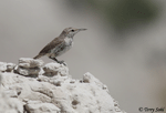 Rock Wren 4 - Salpinctes obsoletus