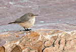 Rock Wren 8 - Salpinctes obsoletus
