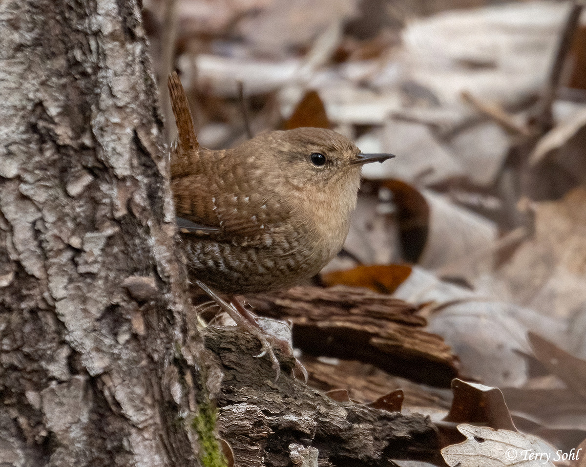 Winter Wren - Troglodytes hiemalis